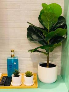 2 Bedroom oceanfront condo