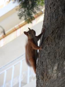Appart'hotels Residence Veles Plage : photos des chambres