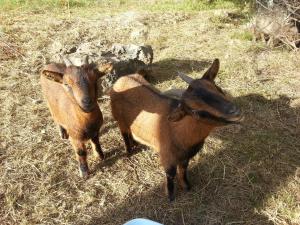 Campings Camping Parc Saint Sauvayre : photos des chambres