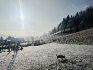 Apartamenty Kadłubek