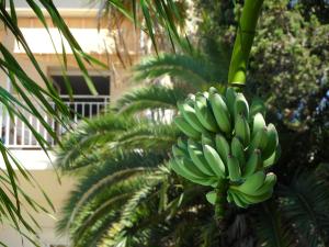 Appart'hotels Residence Veles Plage : photos des chambres