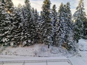 Flora Apartments TMF