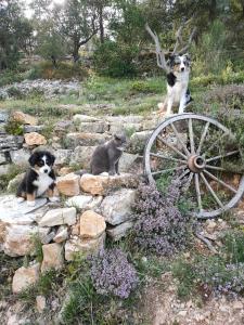 Lodges La cabane des Pachous : photos des chambres