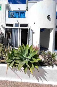 17 Puerto del Carmen Blueshark