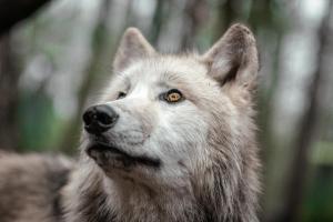 Tree Inn - Das Baumhaushotel