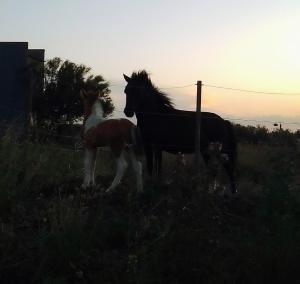 Cabaña monoambiente
