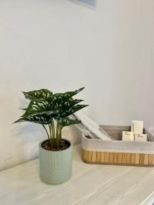 Aleria Central Apartment 2