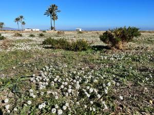 Luna Blanca Vera Playa
