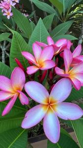 Yay Lodge SIARGAO, private room 4 with AC & hot shower and fast Starlink Wifi