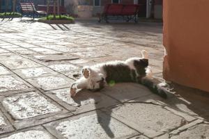 Ca Ferrando, brand new apartment, experienced host!