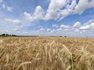 Charming and cosy ART DECO house in old historic farm with private natural pool and gardens with hiking and cycling trails nearby