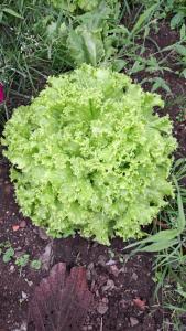 URKU ALLIPACHA Mountain Retreat w Organic Garden