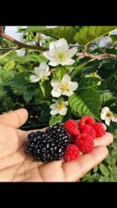 สวนเบอร์รีแคมป์ทนายจุฬา Berry Camp Korat - Ban Song Phi Nong