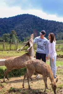 Penginapan sweety homestays