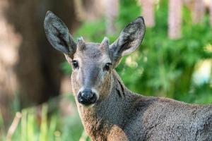 Cabañas Rápidos del Río Baker
