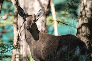 Cabañas Rápidos del Río Baker
