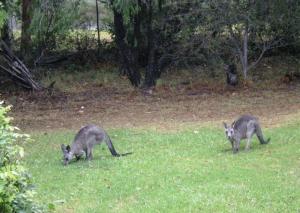 Wombatalla