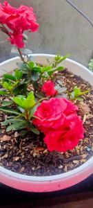 Photo of ELLORA HOTEL