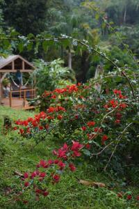 El Yunque Waterfalls Romantic Stay at Casa Parcha