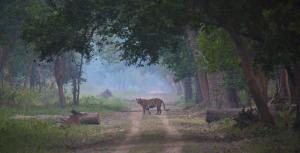 Camp TigerLily - Dudhwa