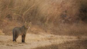 Camp TigerLily - Dudhwa