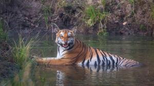 Camp TigerLily - Dudhwa