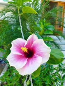 Casa Pacifico Panama