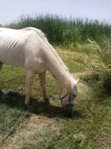 كعب غزال - Zrigat