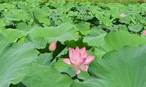 Nice homestay in Ninh Binh