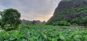 Nice homestay in Ninh Binh