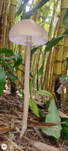 Villa Los Colibrí 10