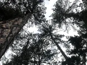 Apartman Luković - Mrarovac