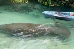 Manatee Oasis Weeki Wachee Family Fun Pool Home