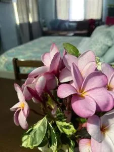 Sale’aula Lava Studio Apartment - Apia