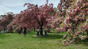 Appartements Nice family studio in villa Sceaux 600m RER B direct to Notre-Dame : photos des chambres