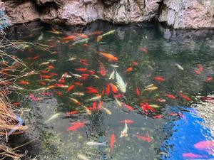 Garden Apartment - Herastrau Park 3min Walk