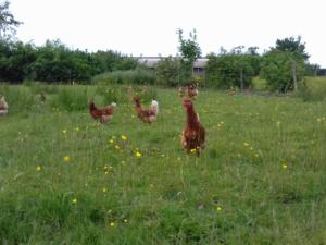 Gîte de charme rénové avec cheminée, terrasse et proche randonnées - Capacité 13 pers. - FR-1-410-179