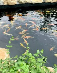 Santori Villa Soc Son - Venuestay - Hữu Lũng