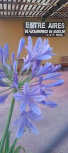 entre aires