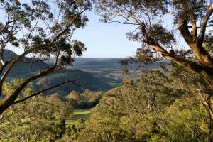 Ribbonwood, Kangaroo Valley