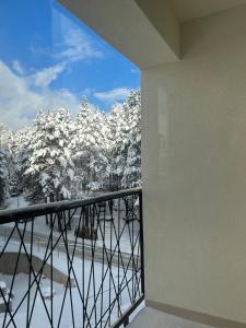 Pinoli gold Zlatibor