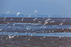 Haus hinter dem Deich Tossens