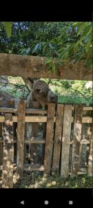 Chalets roulotte a la mauvaise herbe : photos des chambres