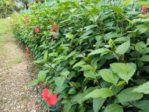House in Cuajiniquil ,Belen de nosarita