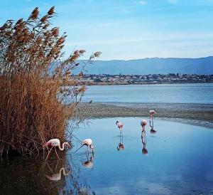 Casa vacanze “Dolce sosta” img44