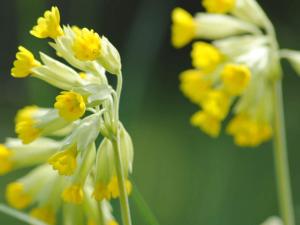 4 star holiday home in HJORTKVARN-By Traum