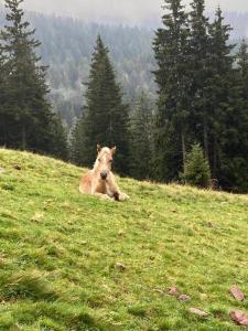Verweilen auf Meran 2000