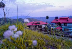 Photo of Cuckoo's nest h