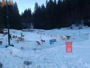 Appartements Studio coeur de station de Praz de Lys 1500m : photos des chambres