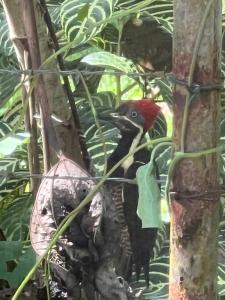 Birds Nest Studio Apartment